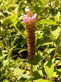 Close-up of flower growing on plant