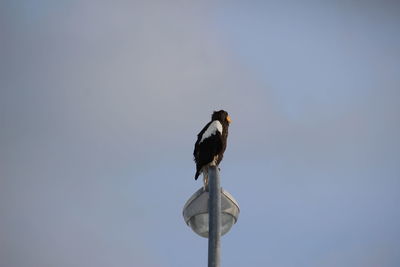 Low angle view of bird perching on wood