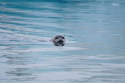 Turtle swimming in sea