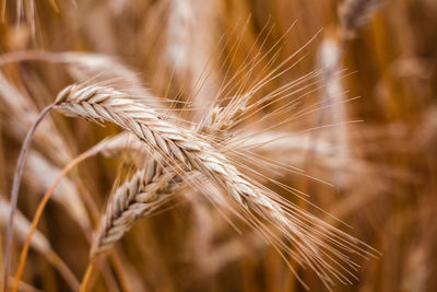 Close-up of wheat growing on field