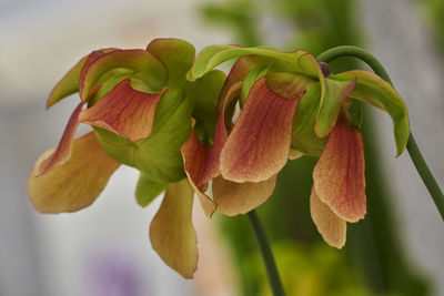 Nepenthes carnivorous plant in the garden