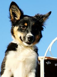 Close-up portrait of dog