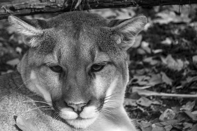 Close-up portrait of a cat