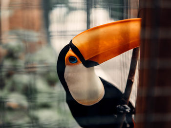 Close-up of a bird