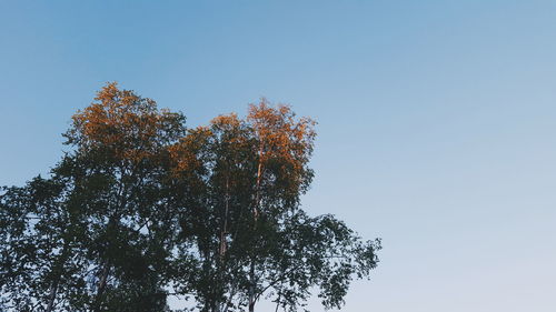 Low angle view of trees against clear blue sky