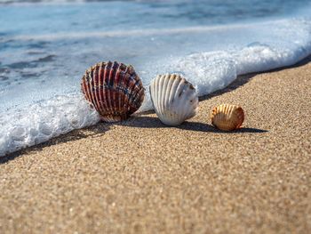 Close-up of shells on sand