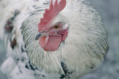 Close-up of a bird
