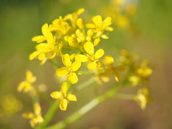 Close-up of yellow flowering plant on field