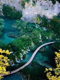 High angle view of river amidst trees in forest