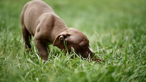 Puppy on grass