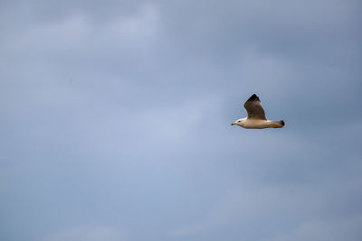 Low angle view of seagull flying in sky