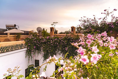 Close-up of pink flowering plant against building