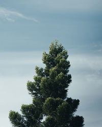 Low angle view of tree against sky