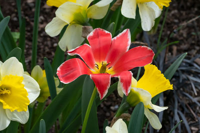 Close-up of red flowering plant