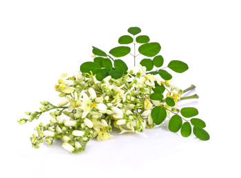 Close-up of green plant against white background