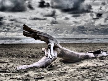 Close-up of horse on beach against sky