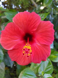 Close-up of red hibiscus