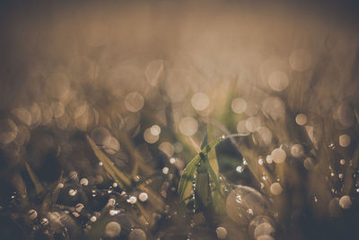 Close-up of raindrops on plants