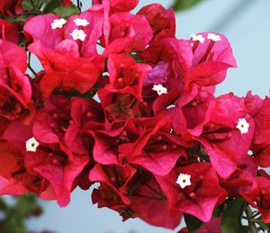 Close-up of red bougainvillea blooming outdoors