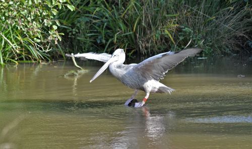 High angle view of gray heron flying over lake