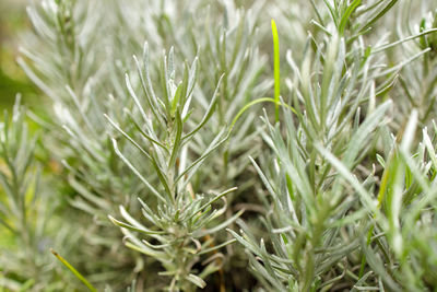 Full frame shot of plants growing on field