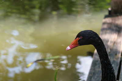 Close-up of black swan swimming in lake