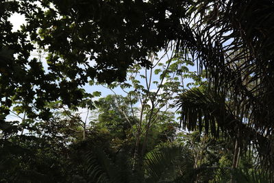 Low angle view of trees in forest