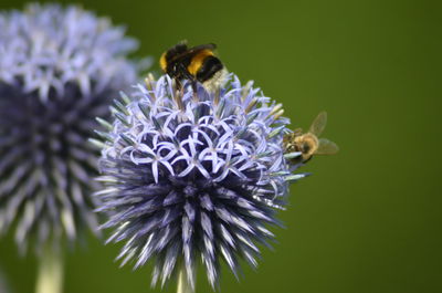 Close-up of bee on purple flower