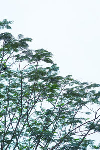 Low angle view of tree against sky