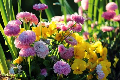 Close-up of fresh purple flowers blooming in garden