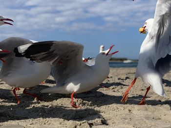 Seagulls flying over beach