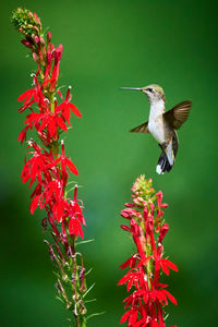 Ruby-throated hummingbird rchilochus colubris feeding on a cardinal flower.