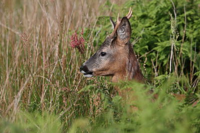 Deer in a field