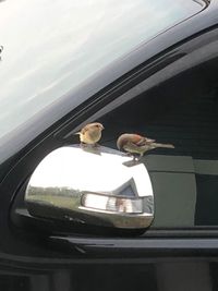 Reflection of dog on car window