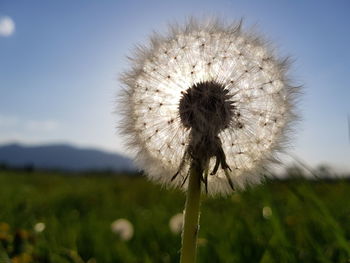 Close-up of dandelion on field against sky