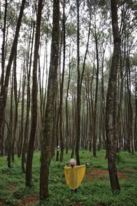 Trees in forest