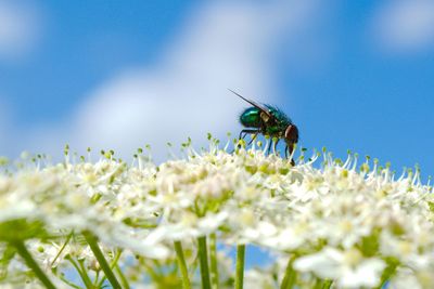 Close-up of insect on flower in field