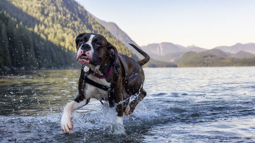 Dog in a lake