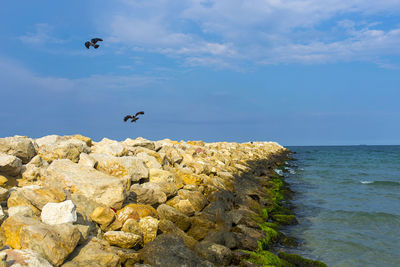 View of birds flying over sea against sky