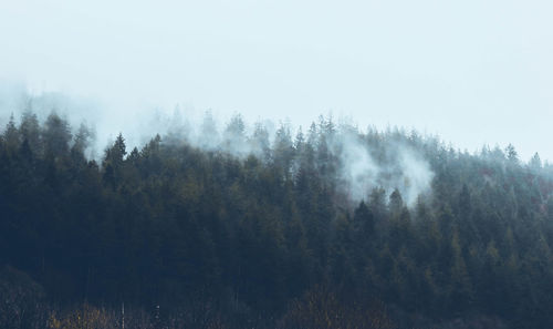 Trees in forest against sky during foggy weather