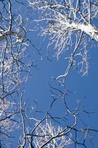 Low angle view of bare tree against clear blue sky