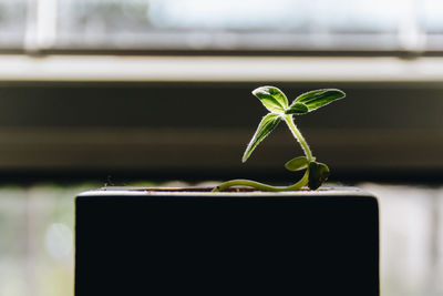 Close-up of potted plant