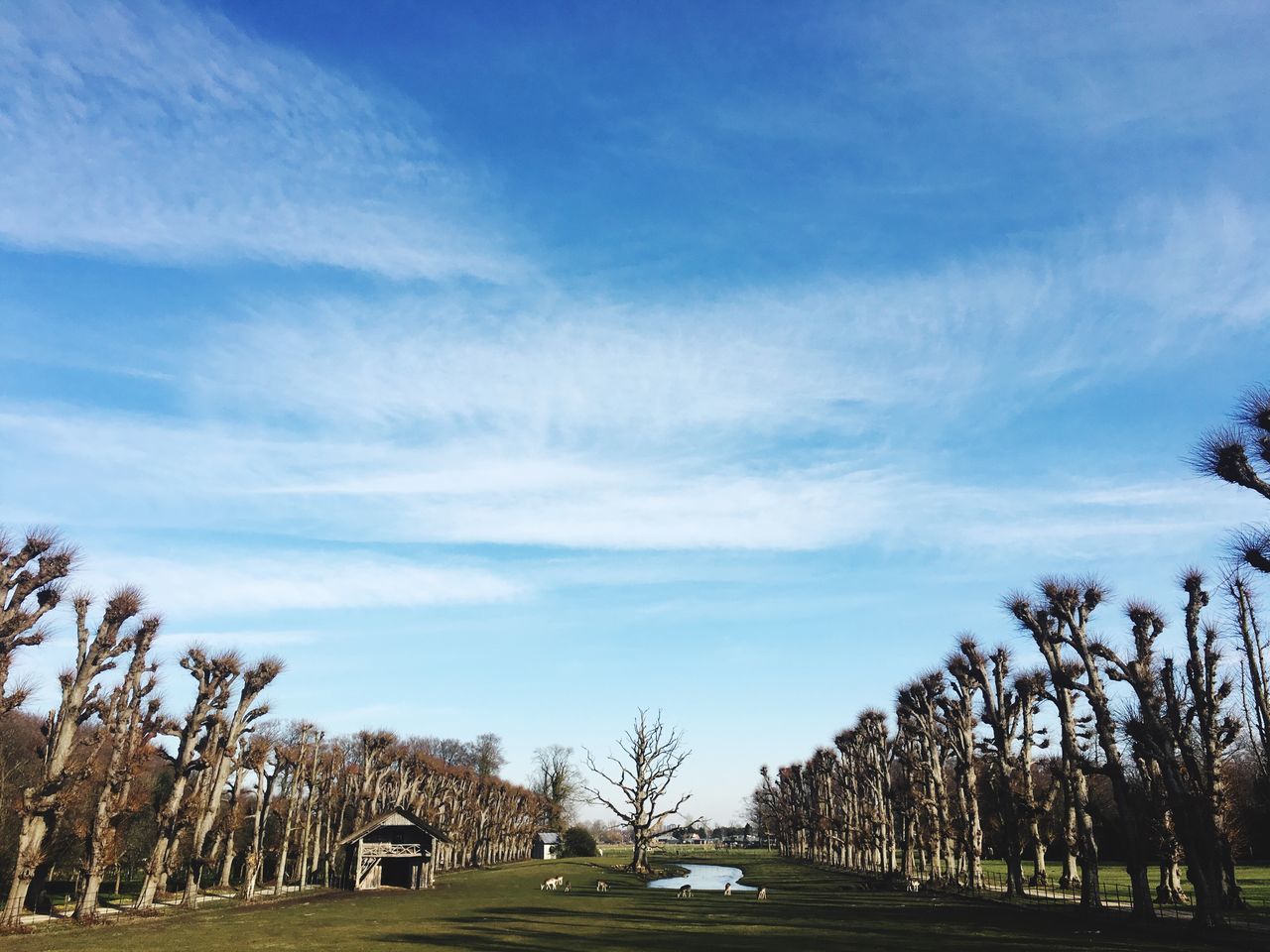 tree, sky, nature, tranquility, cloud - sky, day, blue, beauty in nature, bare tree, tranquil scene, outdoors, no people, scenics, grass, landscape