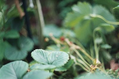 Close-up of flowering plant leaves on land