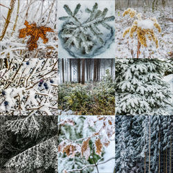 Close-up of snowflakes on tree trunk during winter