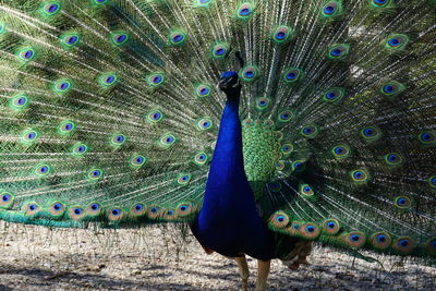 Stunning peacock show its radiant tail with an explosion of vanity