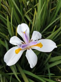 Close-up of white iris blooming on field