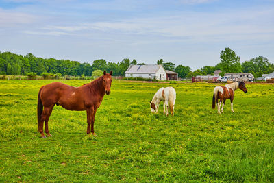 Horses grazing on field against sky