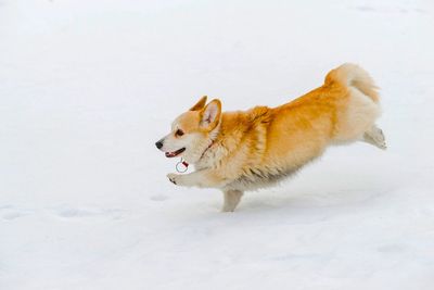 Dog running on snow covered land