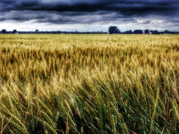 Scenic view of field against cloudy sky